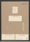 Diatomeae indet. Zeichnungen Sammlung Grunow Nr. 3335 (NHMW-BOT-W0370842)